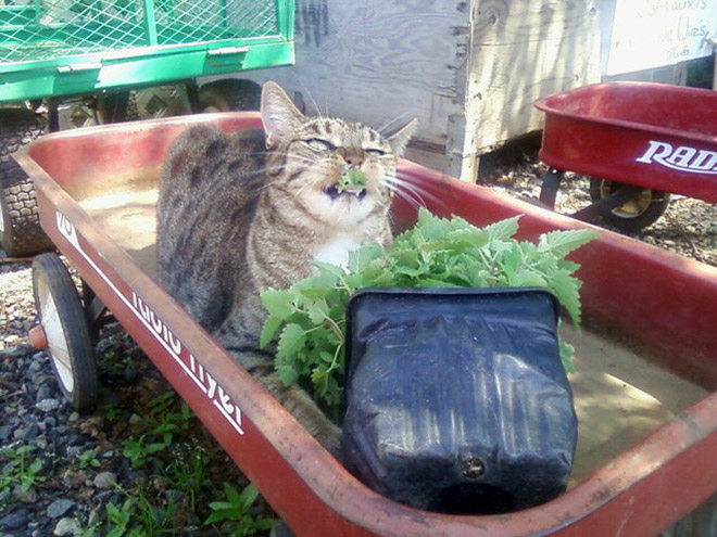 Cats High On Catnip