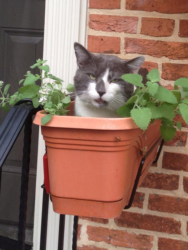 Cats High On Catnip