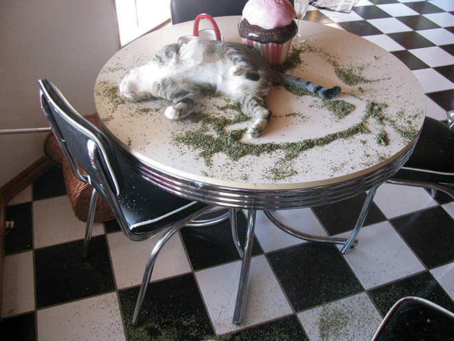 Cats High On Catnip