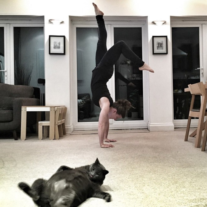Cats Hilariously Photobombing Purrfect Shots