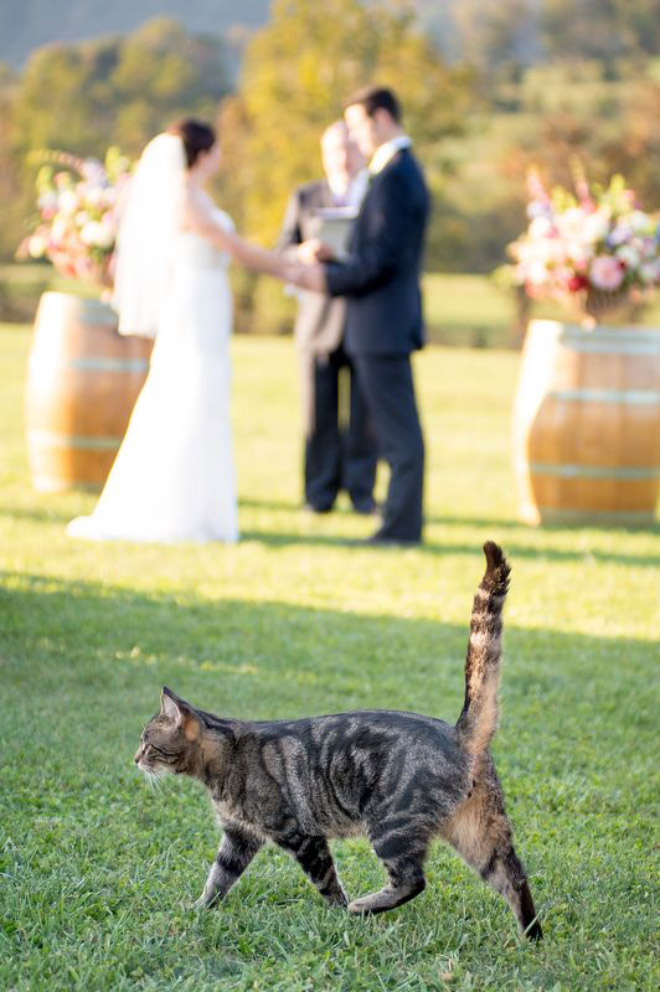 Cats Hilariously Photobombing Purrfect Shots
