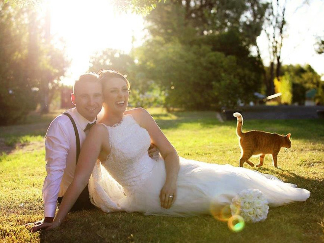 Cats Hilariously Photobombing Purrfect Shots