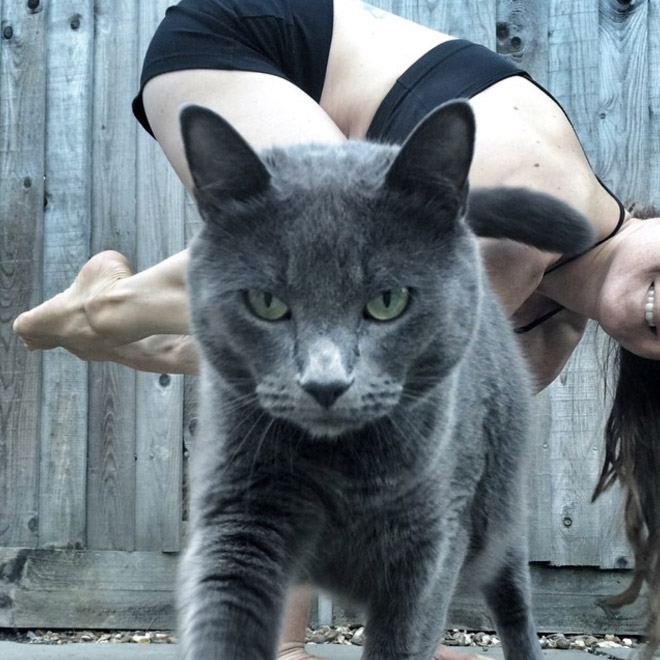 Cats Hilariously Photobombing Purrfect Shots