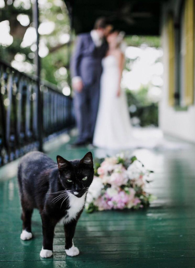 Cats Hilariously Photobombing Purrfect Shots