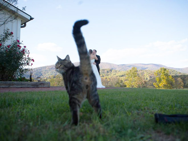 Cats Hilariously Photobombing Purrfect Shots