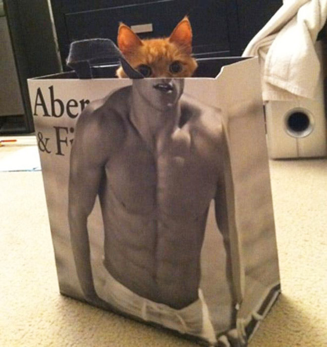 Cats In Abercrombie Bags