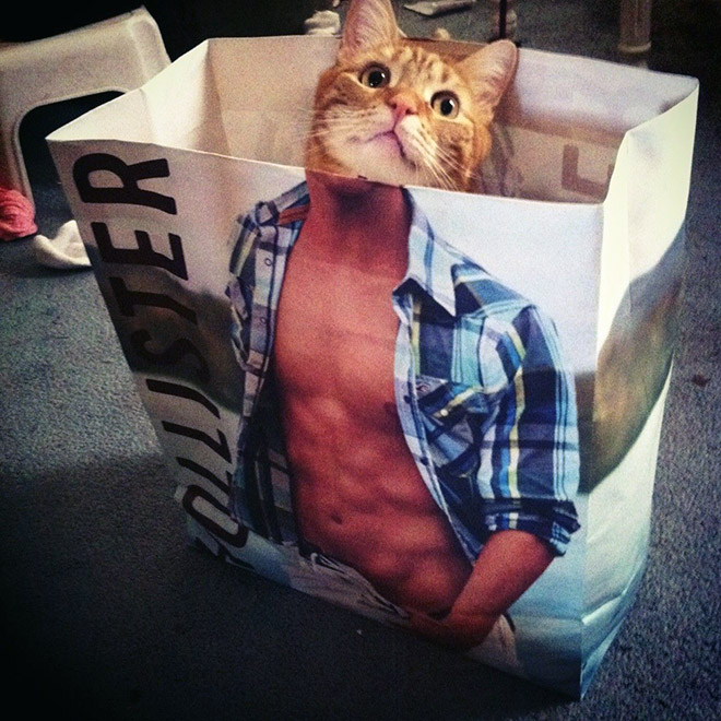 Cats In Abercrombie Bags