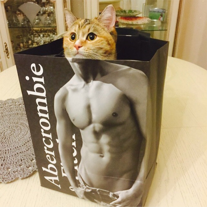 Cats In Abercrombie Bags