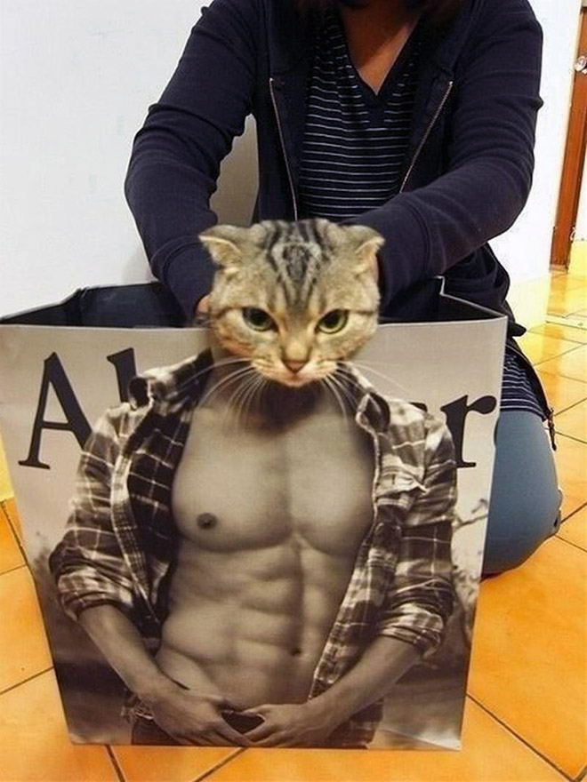 Cats In Abercrombie Bags