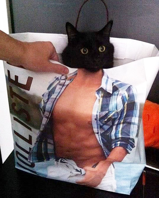 Cats In Abercrombie Bags