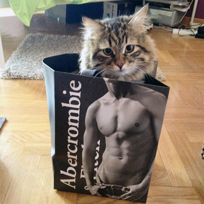 Cats In Abercrombie Bags