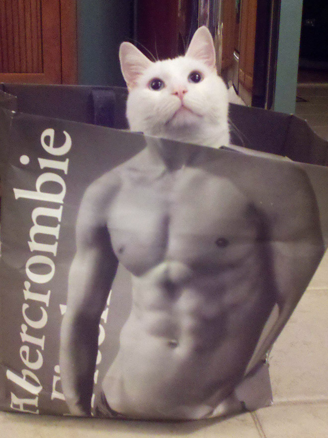 Cats In Abercrombie Bags