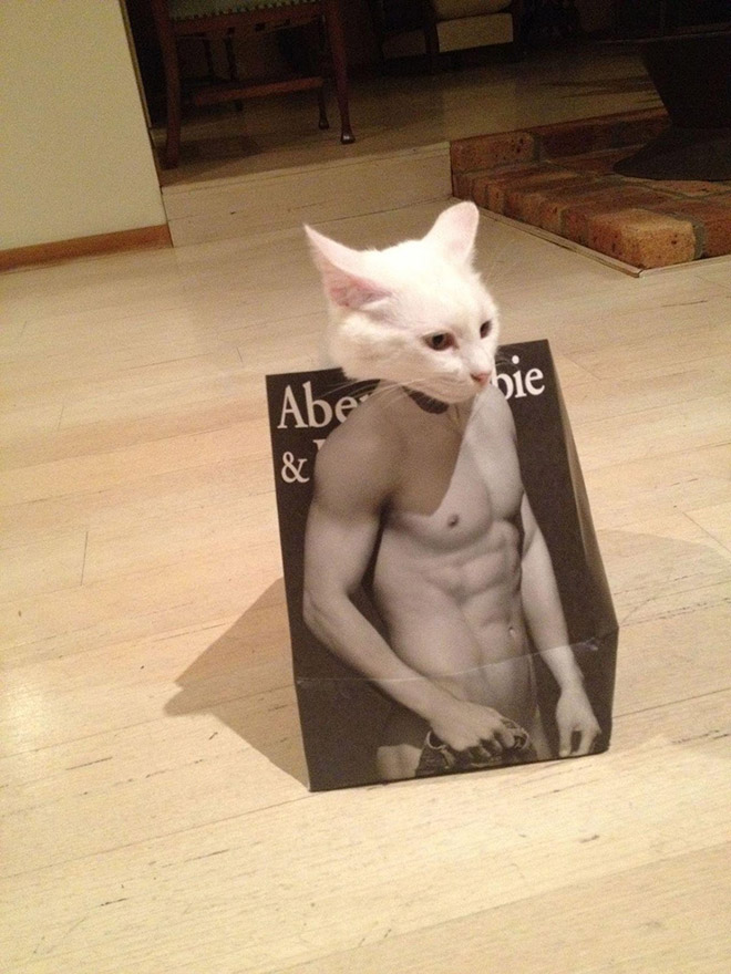 Cats In Abercrombie Bags