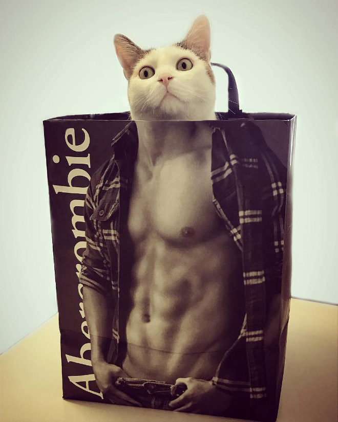 Cats In Abercrombie Bags