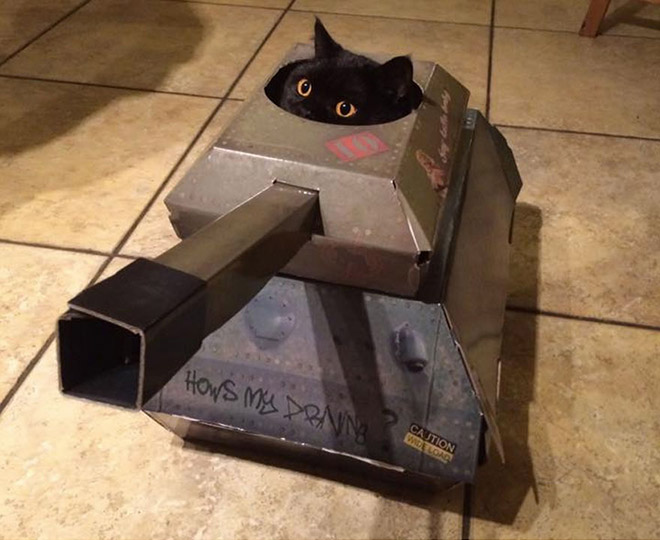 Cats In Cardboard Tanks
