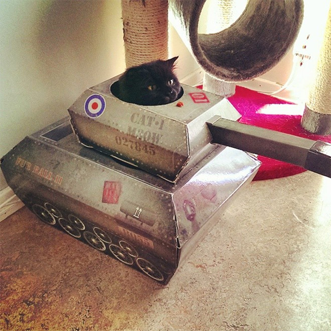 Cats In Cardboard Tanks