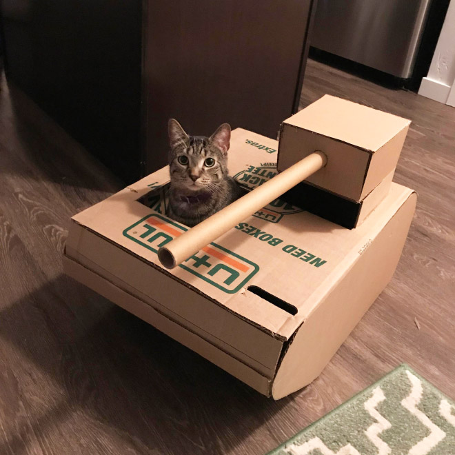 Cats In Cardboard Tanks