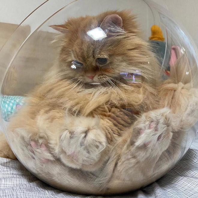 Cats In Glass Bowls Are Very Satisfying To Look At