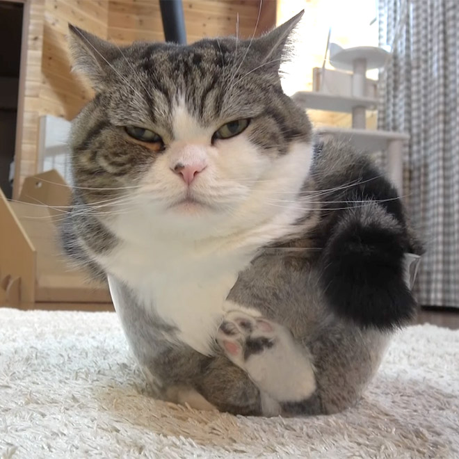 Cats In Glass Bowls Are Very Satisfying To Look At