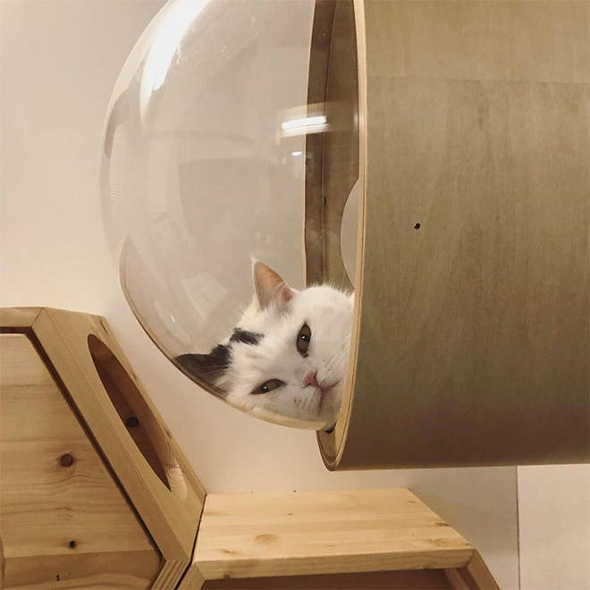 Cats In Glass Bowls Are Very Satisfying To Look At