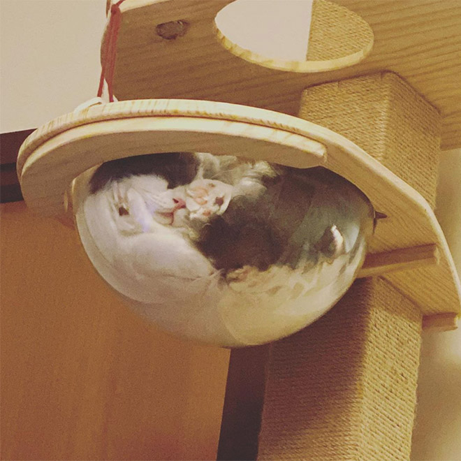 Cats In Glass Bowls Are Very Satisfying To Look At