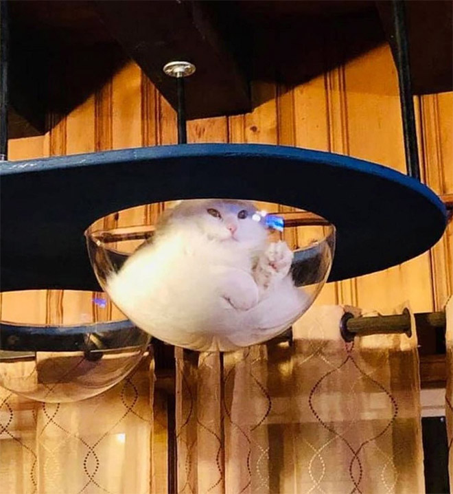 Cats In Glass Bowls Are Very Satisfying To Look At