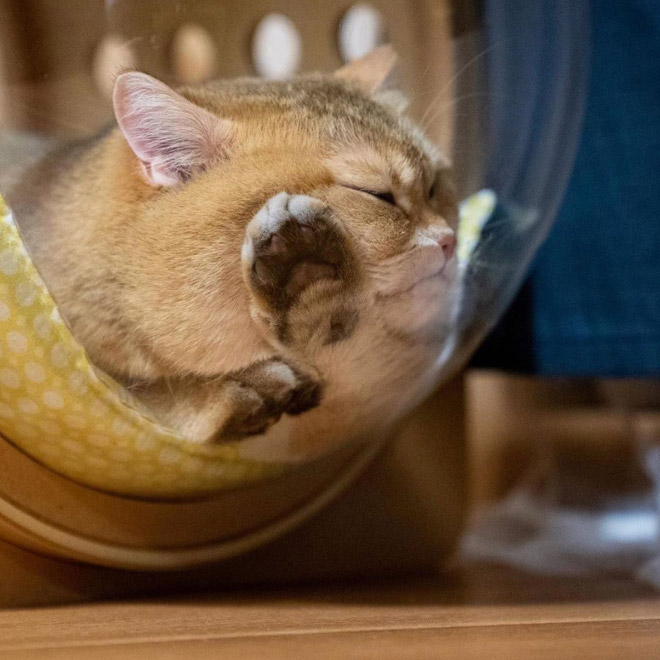 Cats In Glass Bowls Are Very Satisfying To Look At