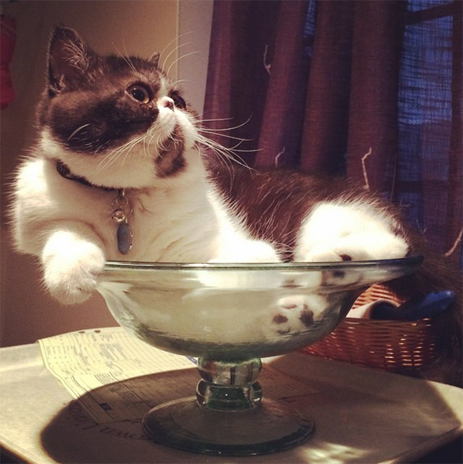 Cats In Glass Bowls Are Very Satisfying To Look At