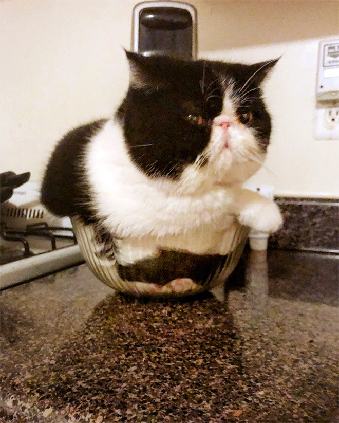 Cats In Glass Bowls Are Very Satisfying To Look At
