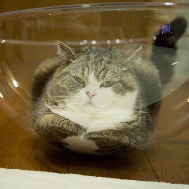 Cats In Glass Bowls Are Very Satisfying To Look At