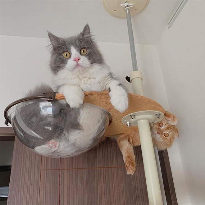 Cats In Glass Bowls Are Very Satisfying To Look At