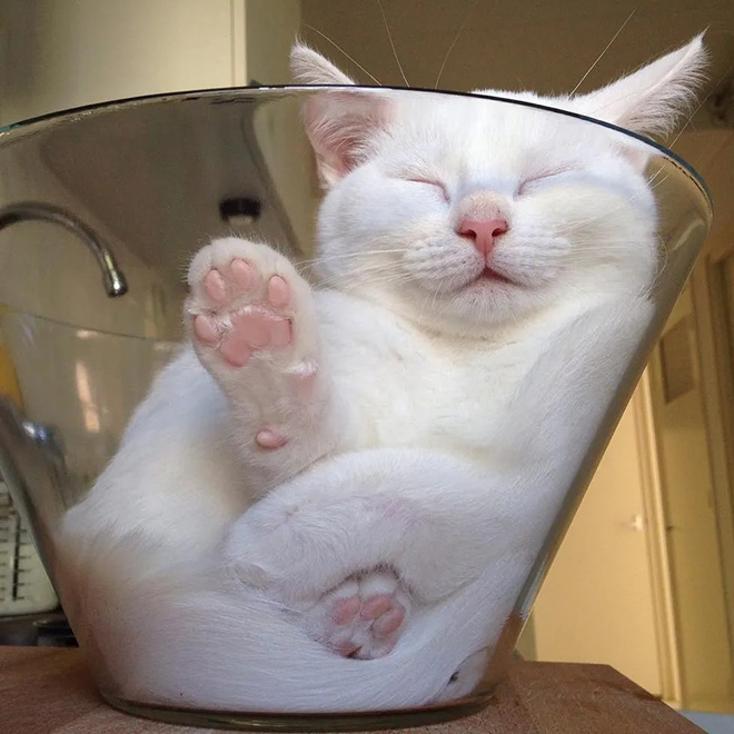 Cats In Glass Bowls Are Very Satisfying To Look At