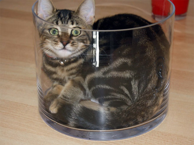 Cats In Glass Bowls Are Very Satisfying To Look At