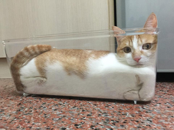 Cats In Glass Bowls Are Very Satisfying To Look At