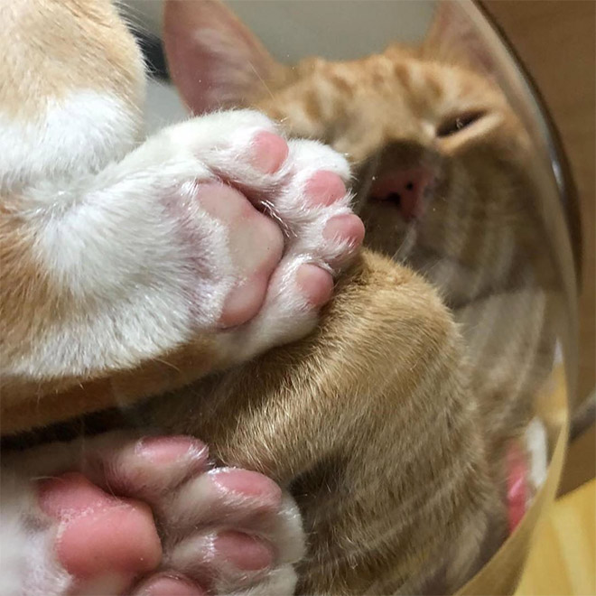 Cats In Glass Bowls Are Very Satisfying To Look At