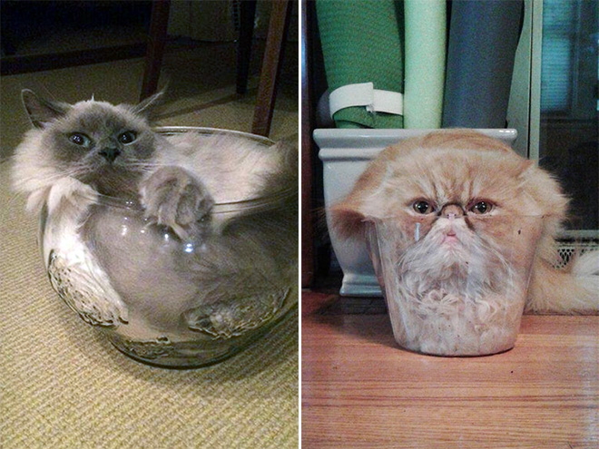Cats In Glass Bowls Are Very Satisfying To Look At