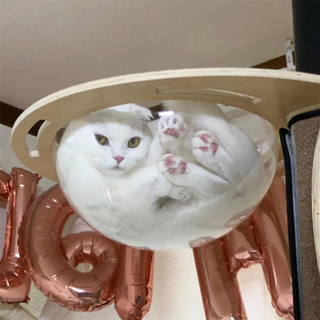 Cats In Glass Bowls Are Very Satisfying To Look At