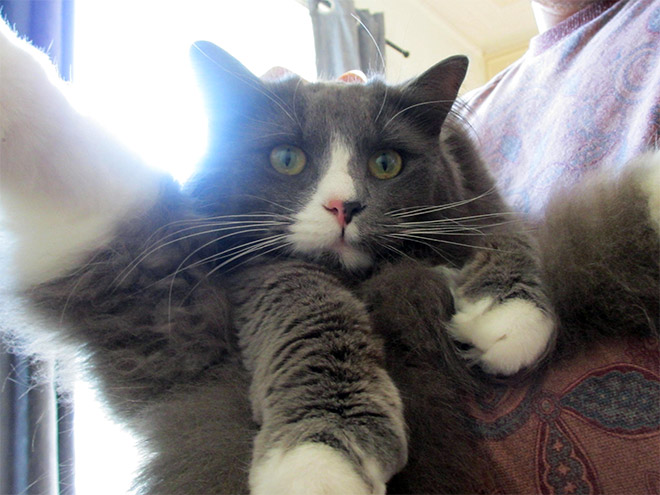 Cats Interrupted While Washing Their Silly Butts