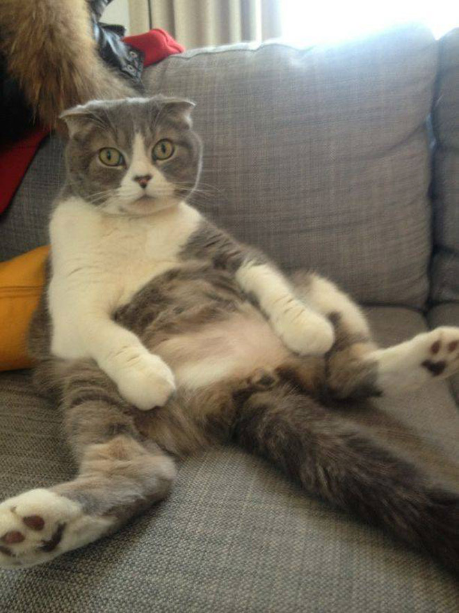 Cats Interrupted While Washing Their Silly Butts