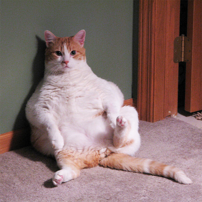 Cats Interrupted While Washing Their Silly Butts