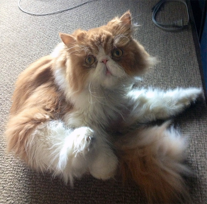 Cats Interrupted While Washing Their Silly Butts