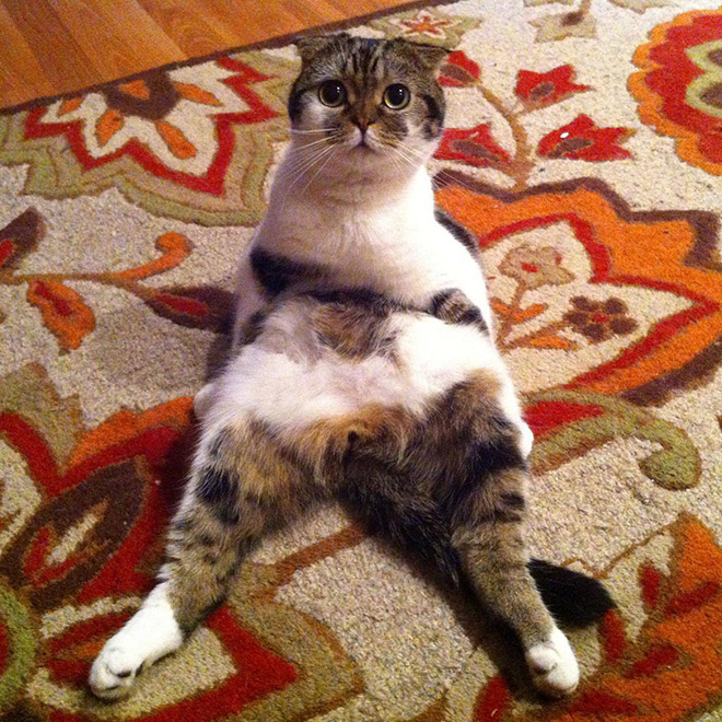 Cats Interrupted While Washing Their Silly Butts
