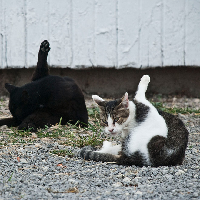 Cats Interrupted While Washing Their Silly Butts