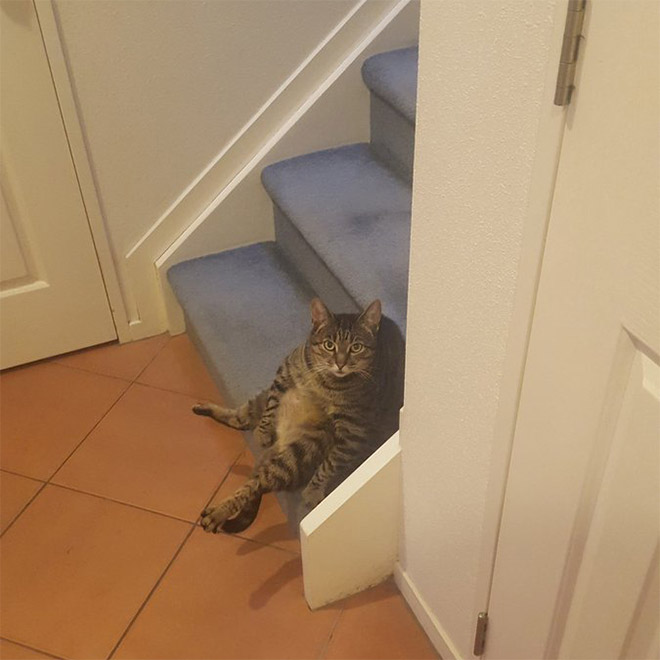 Cats Interrupted While Washing Their Silly Butts