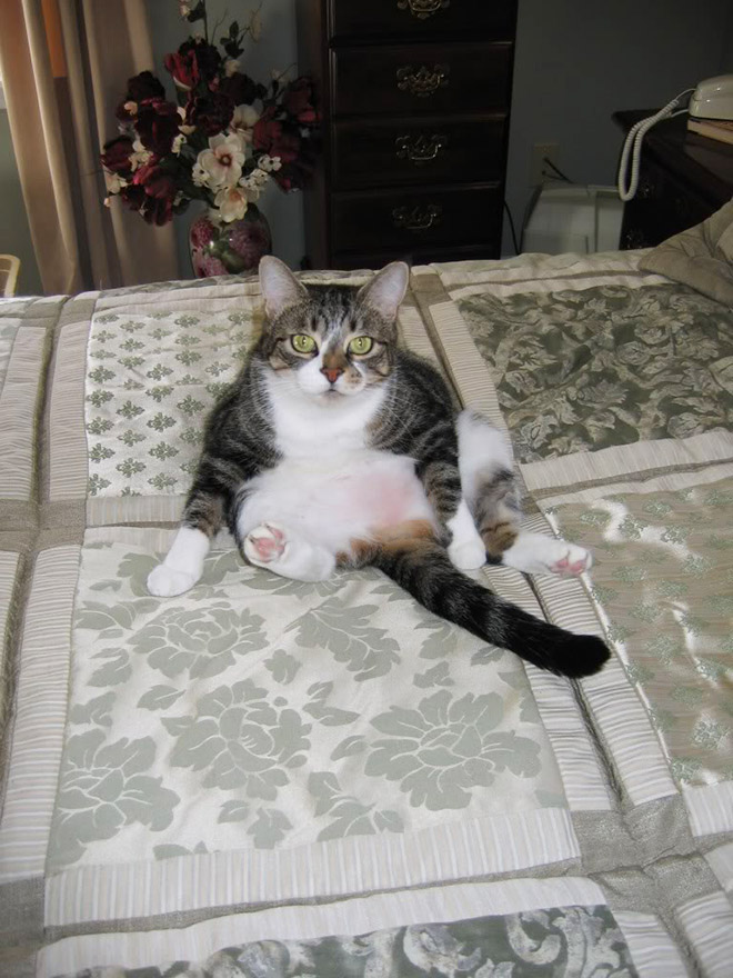 Cats Interrupted While Washing Their Silly Butts