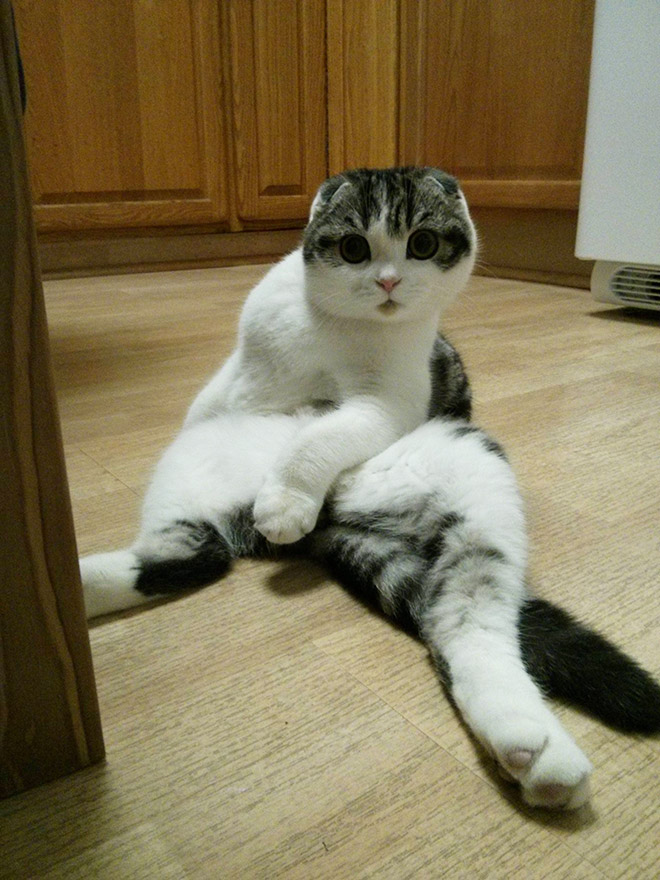 Cats Interrupted While Washing Their Silly Butts