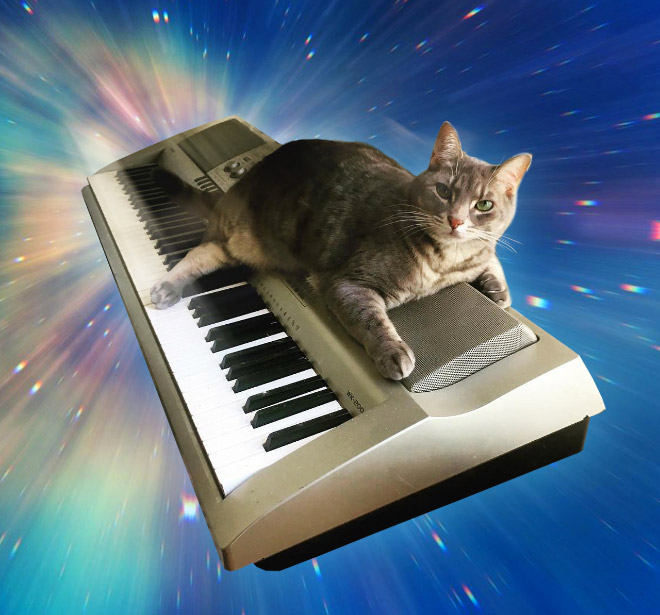 Cats On Synthesizers In Space