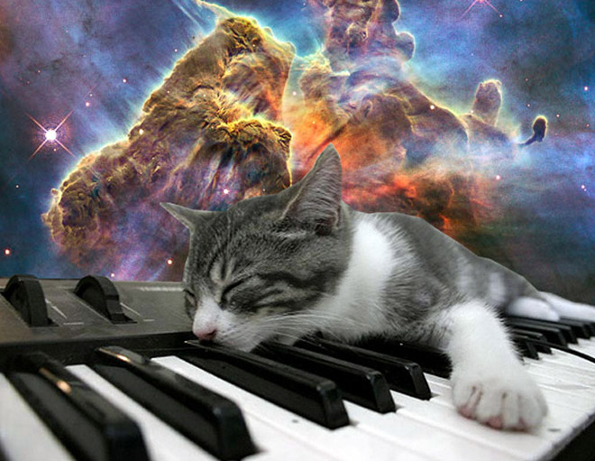 Cats On Synthesizers In Space