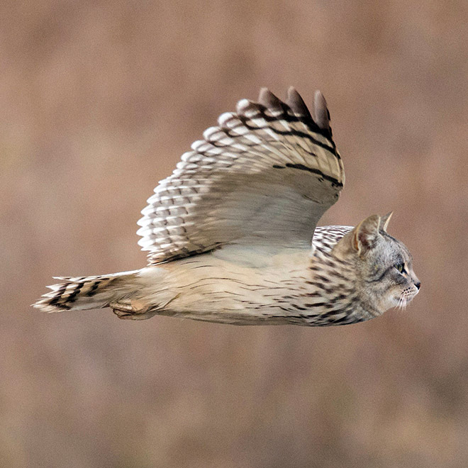 Cats + Owls = Meowls