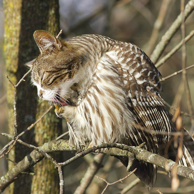 Cats + Owls = Meowls